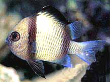 Damsels & Chromis