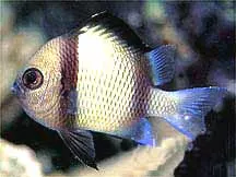 2 Stripe Damsel