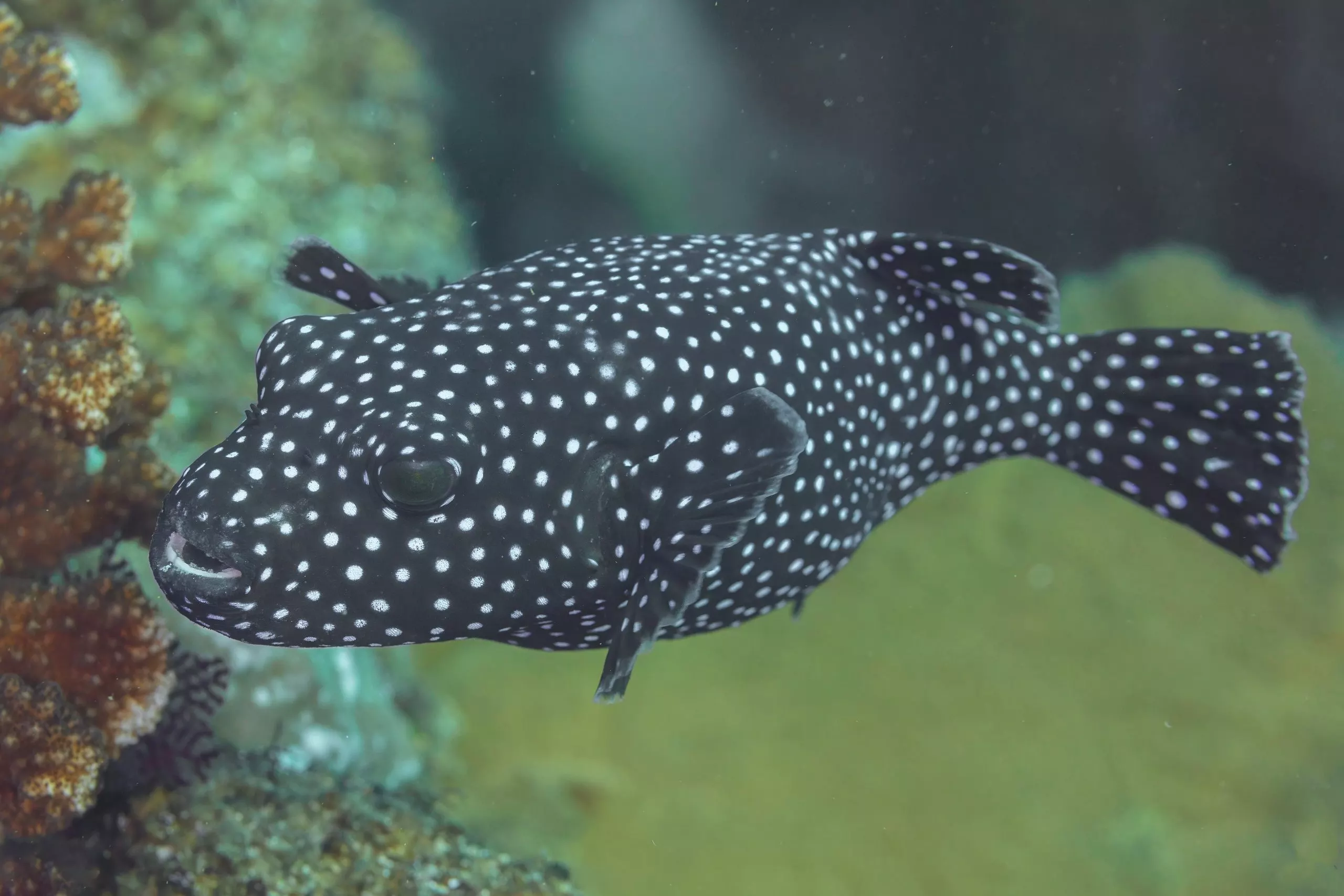 Whitespotted Puffer
