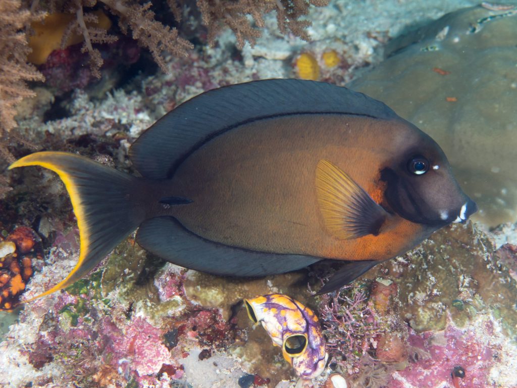 Yellow Mimic Tang