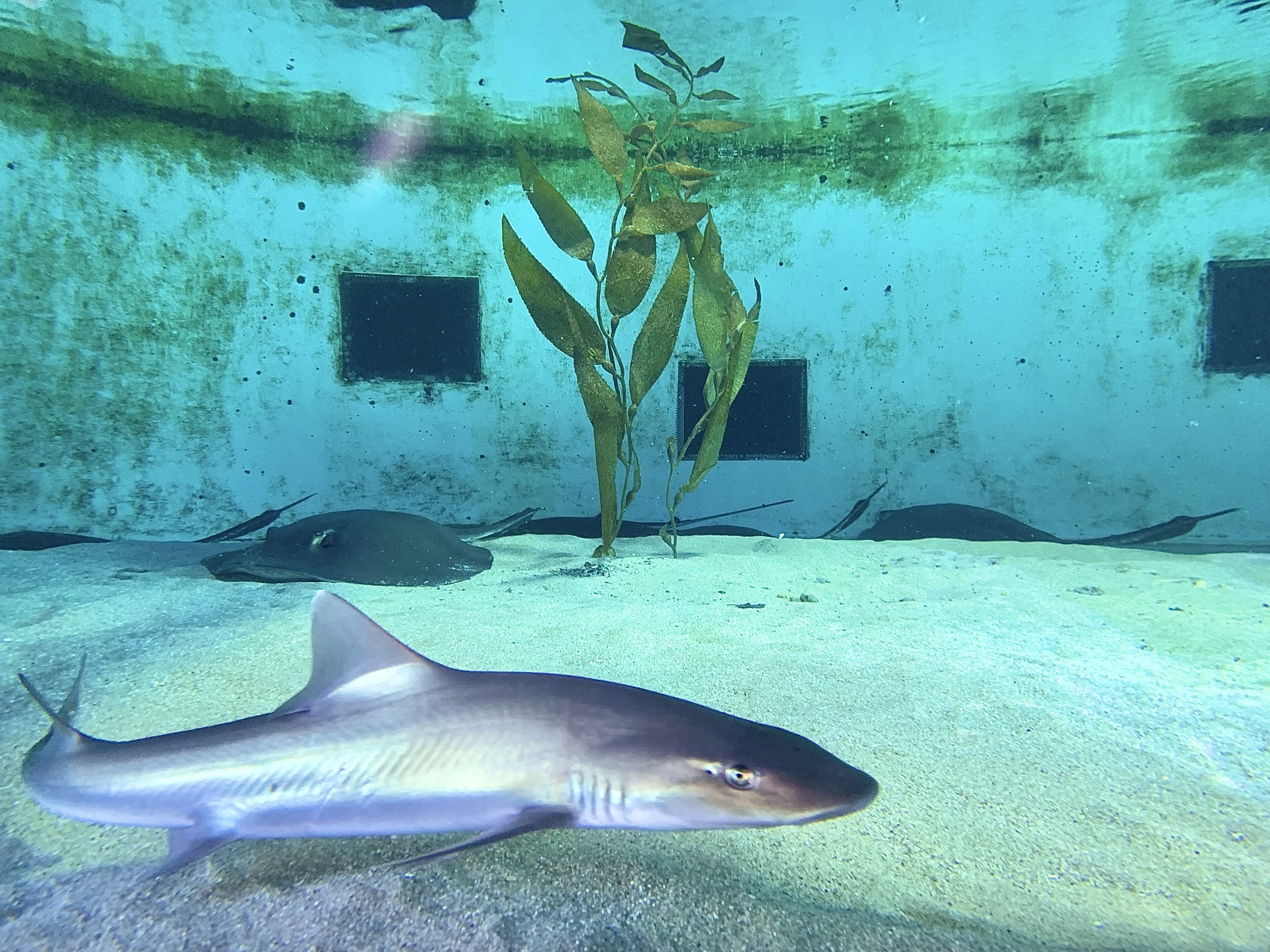 Grey Smoothhound