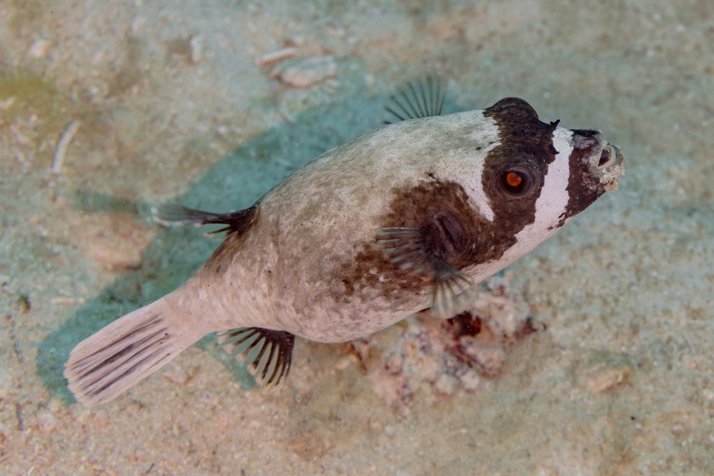 Masked Dogface Puffer