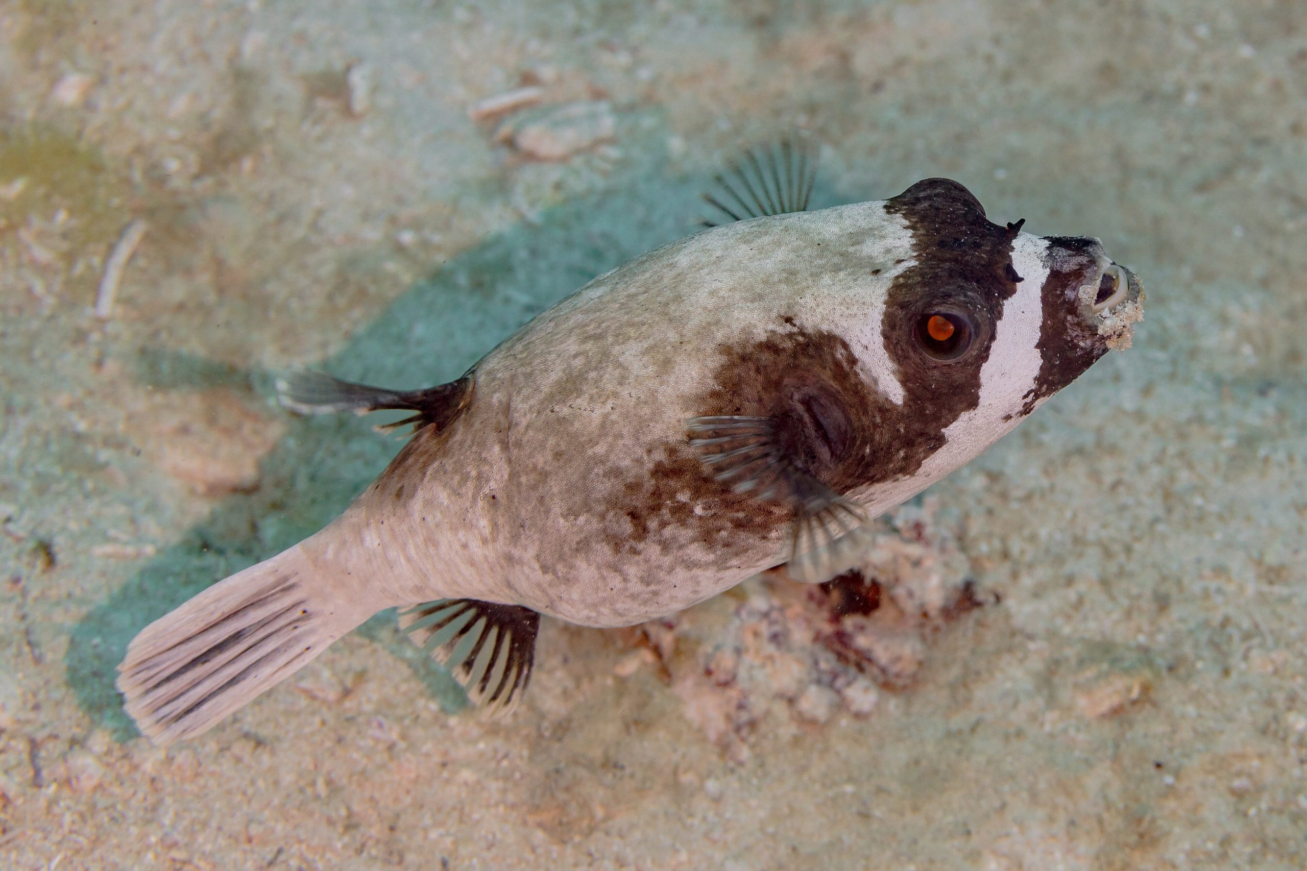 Masked Dogface Puffer