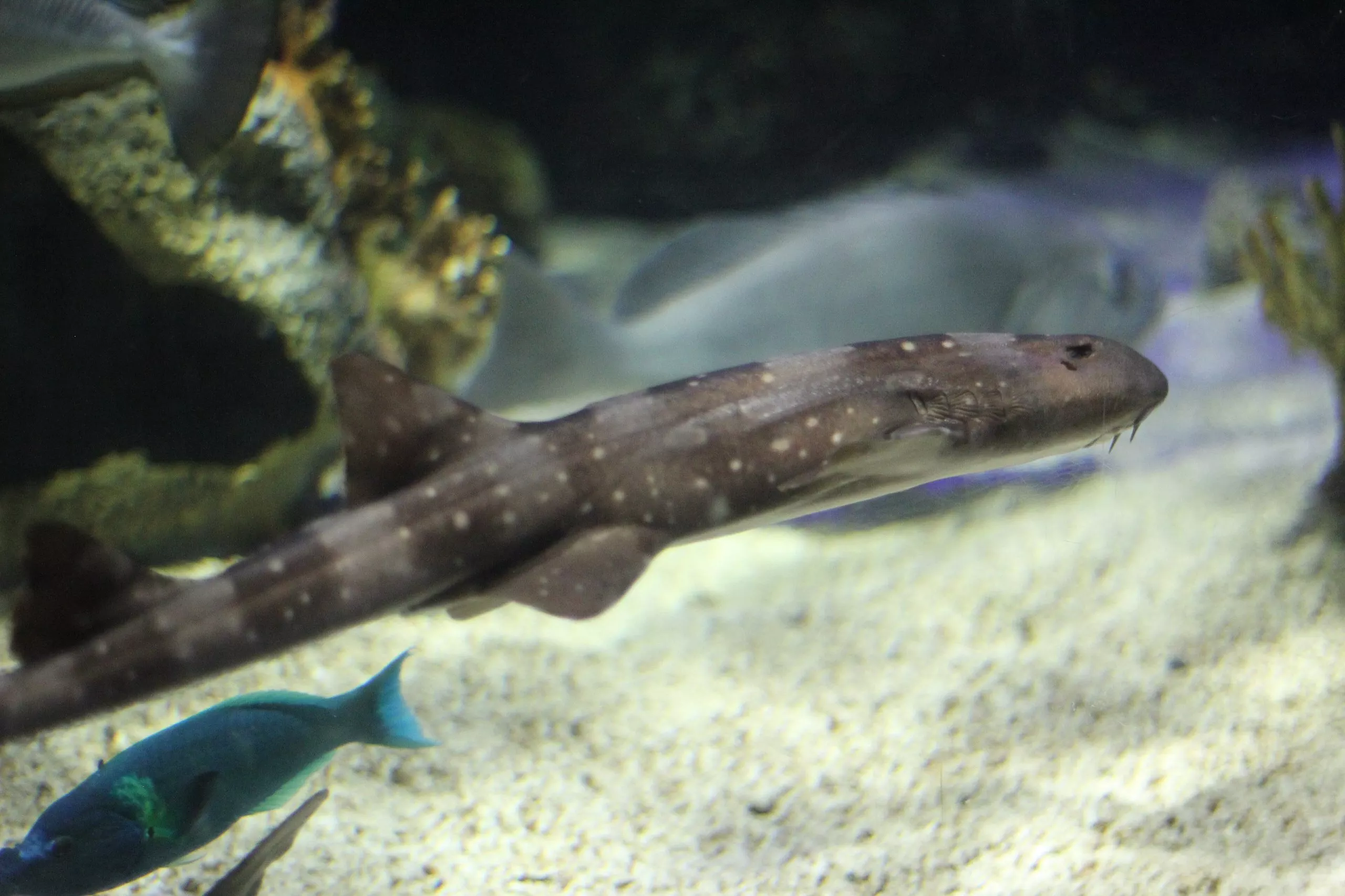 White Spotted Bamboo Shark