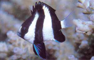 3 Stripe Damsel
