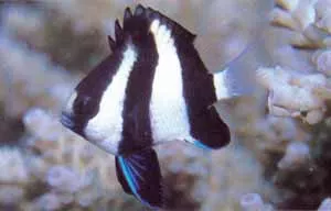 3 Stripe Damsel