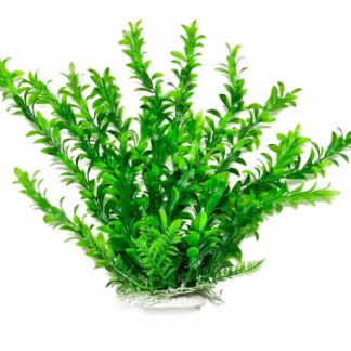 Aquatop Plant Hygrophila 6"