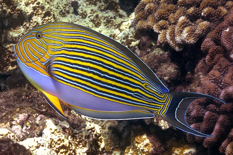 Clown Tang
