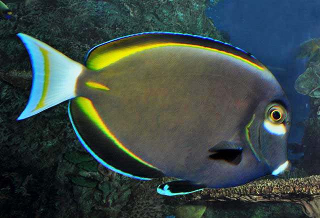 Powder Brown Tang