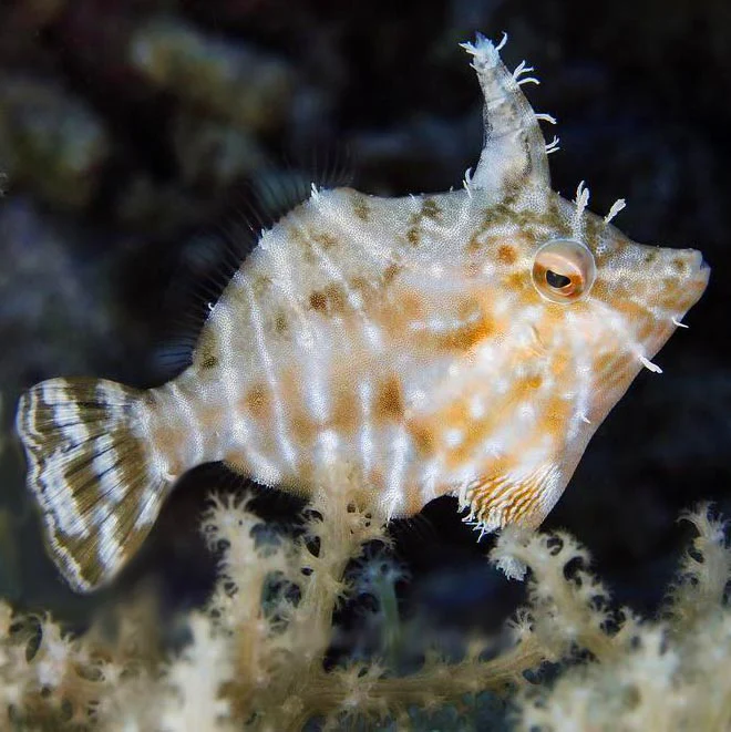 Aiptasia-Eating Filefish