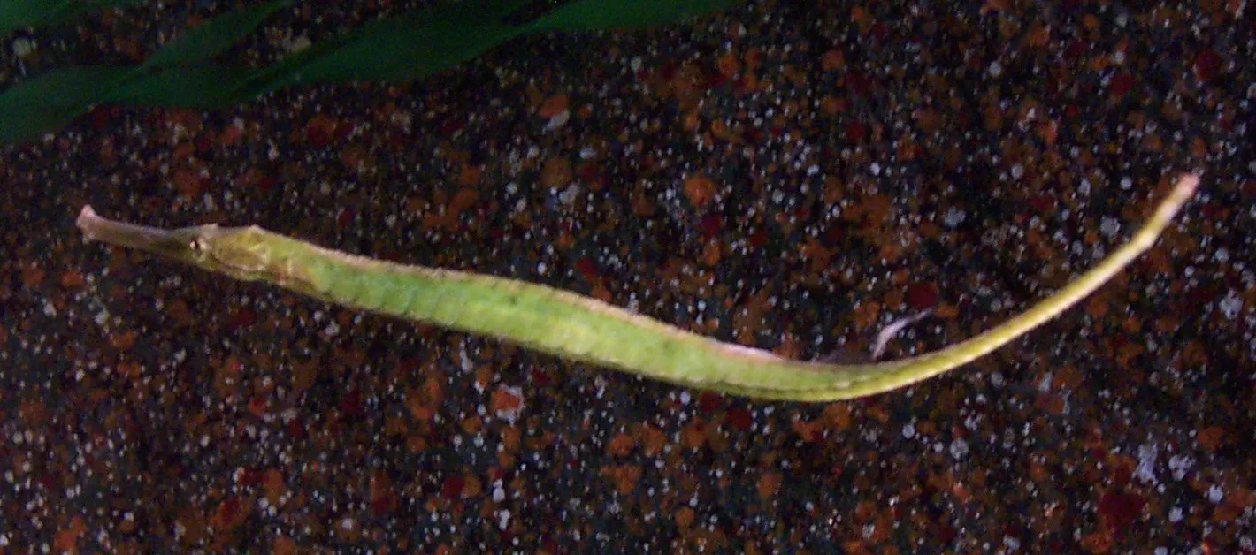Alligator Pipefish