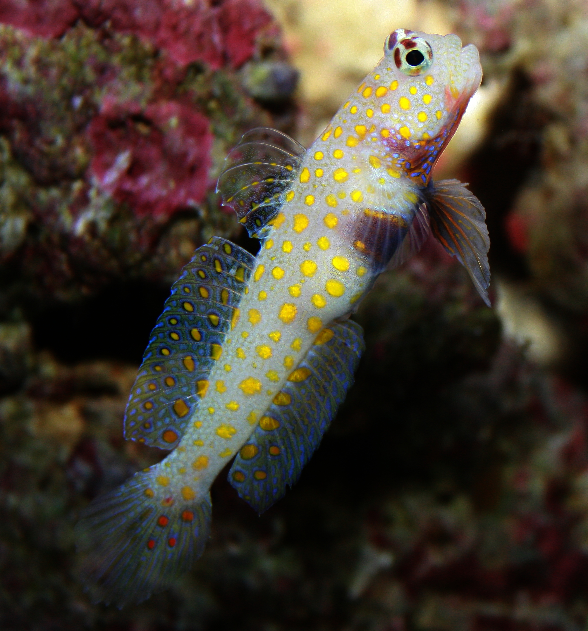 Orange Spotted Prawn Goby