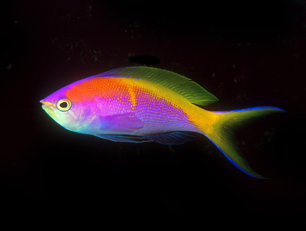 Anthias