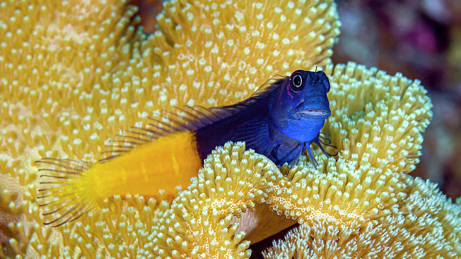 Blennies
