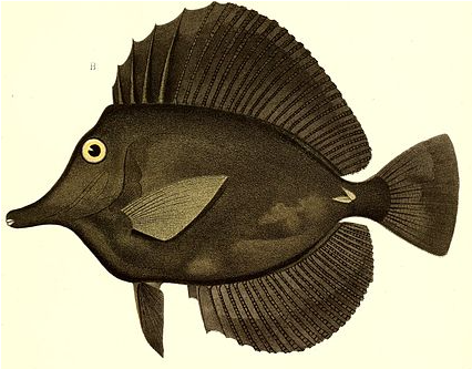 Black Tang