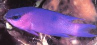 Black Cap Basslet