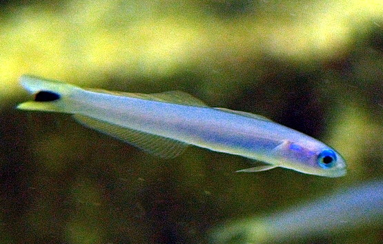 Blue Gudgeon