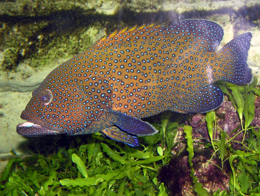Blue Spot Grouper