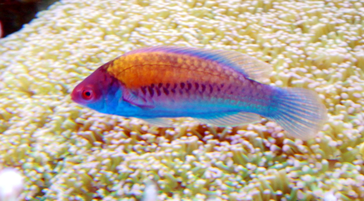 Fairy Wrasse