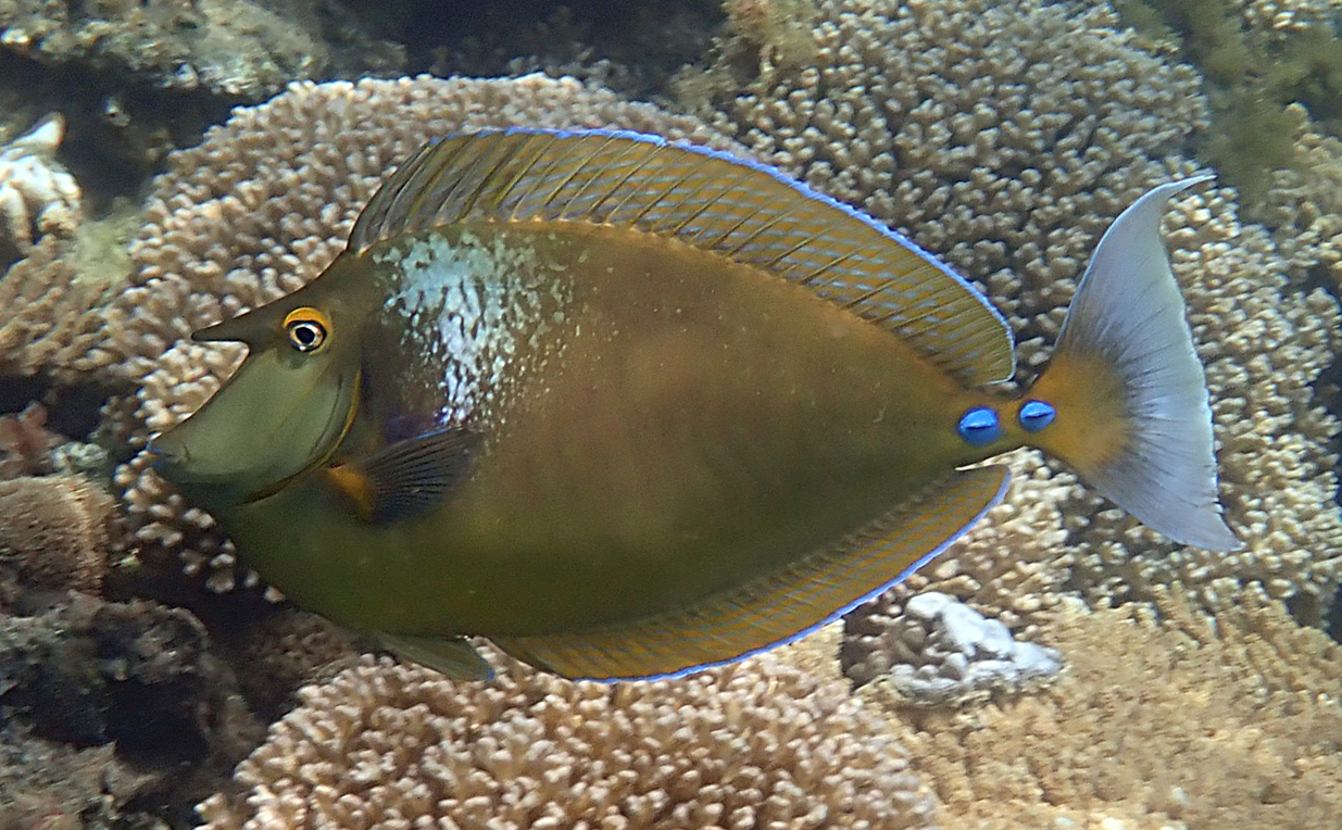 Unicorn Tang