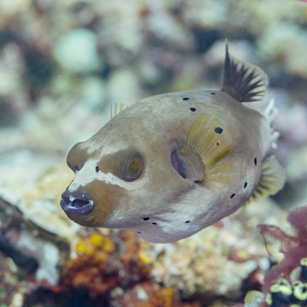Puffers