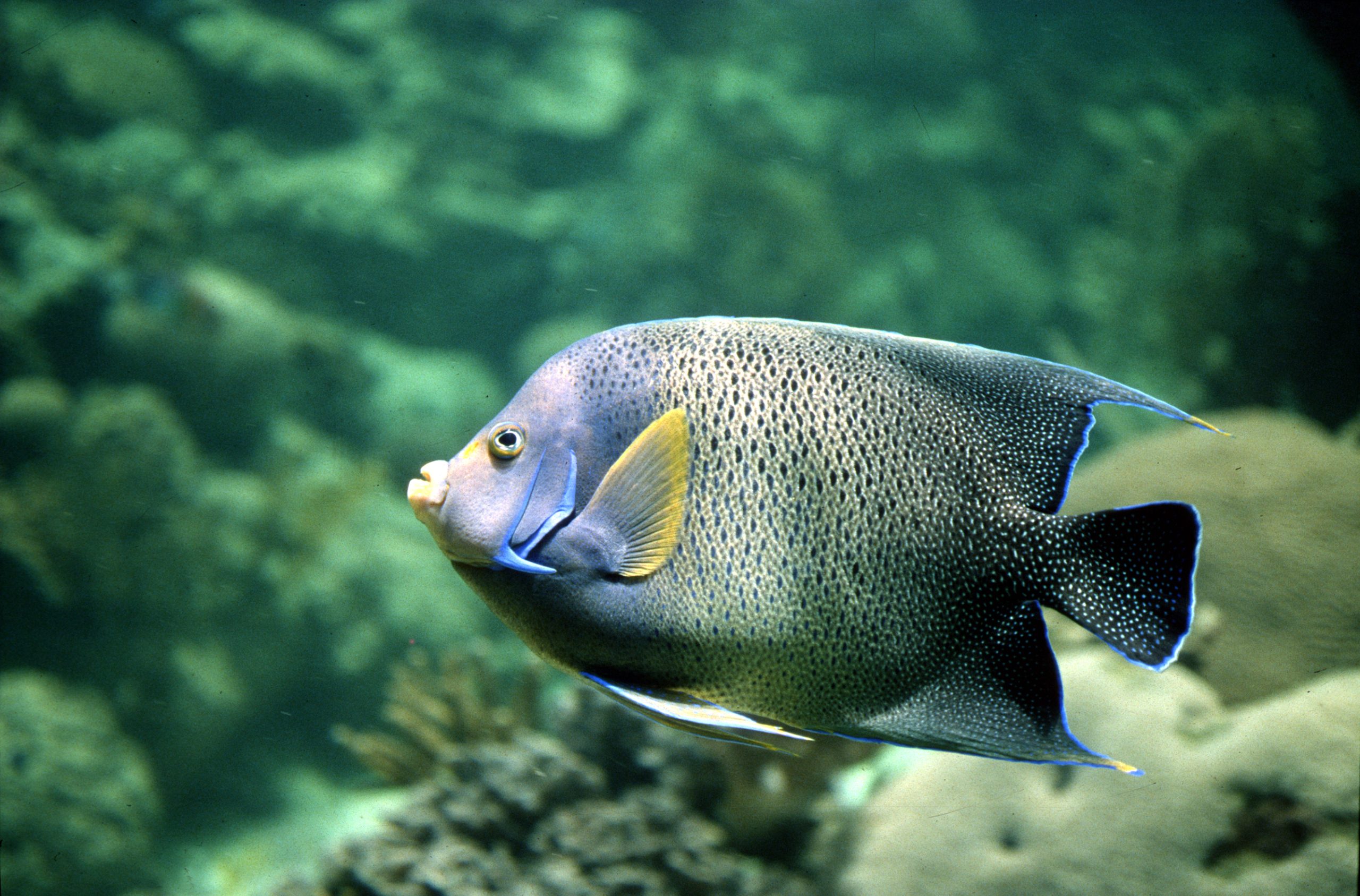 Koran Angelfish Adult