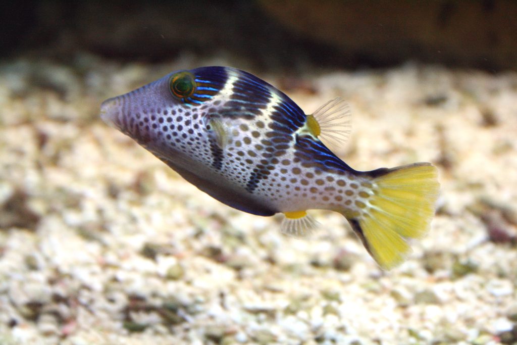 Valentini Puffer
