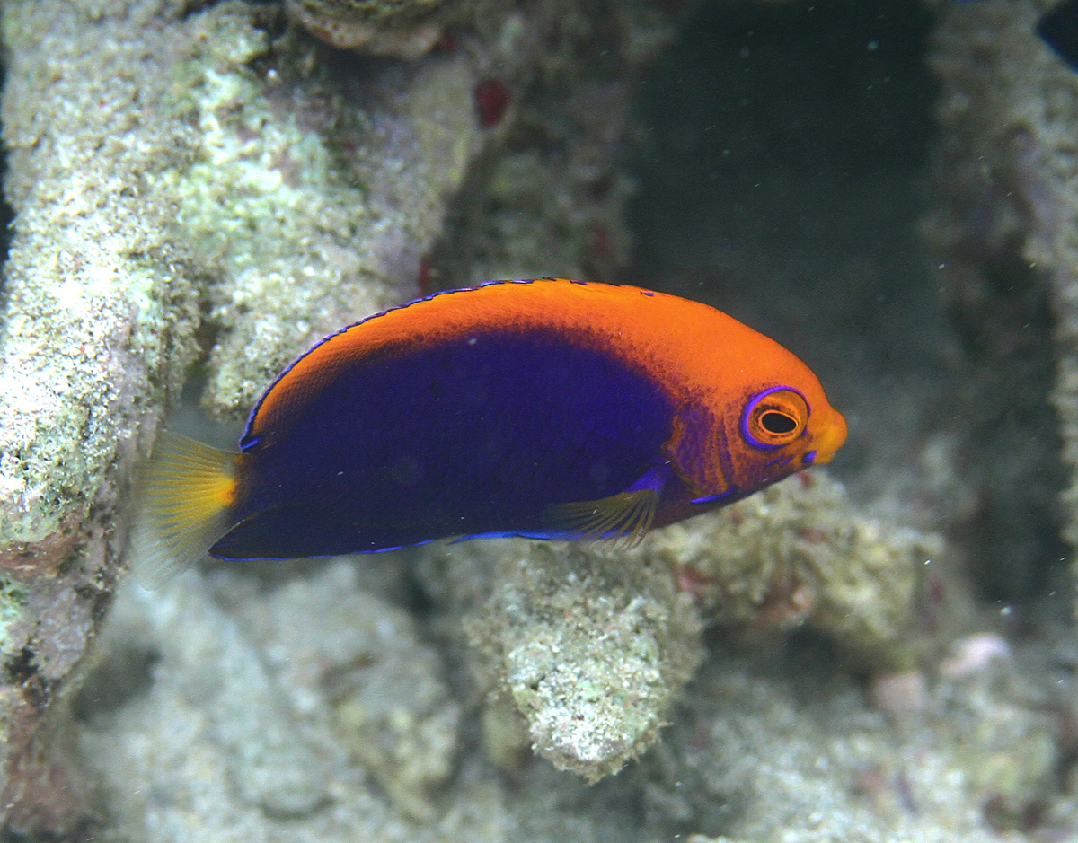 Angelfish