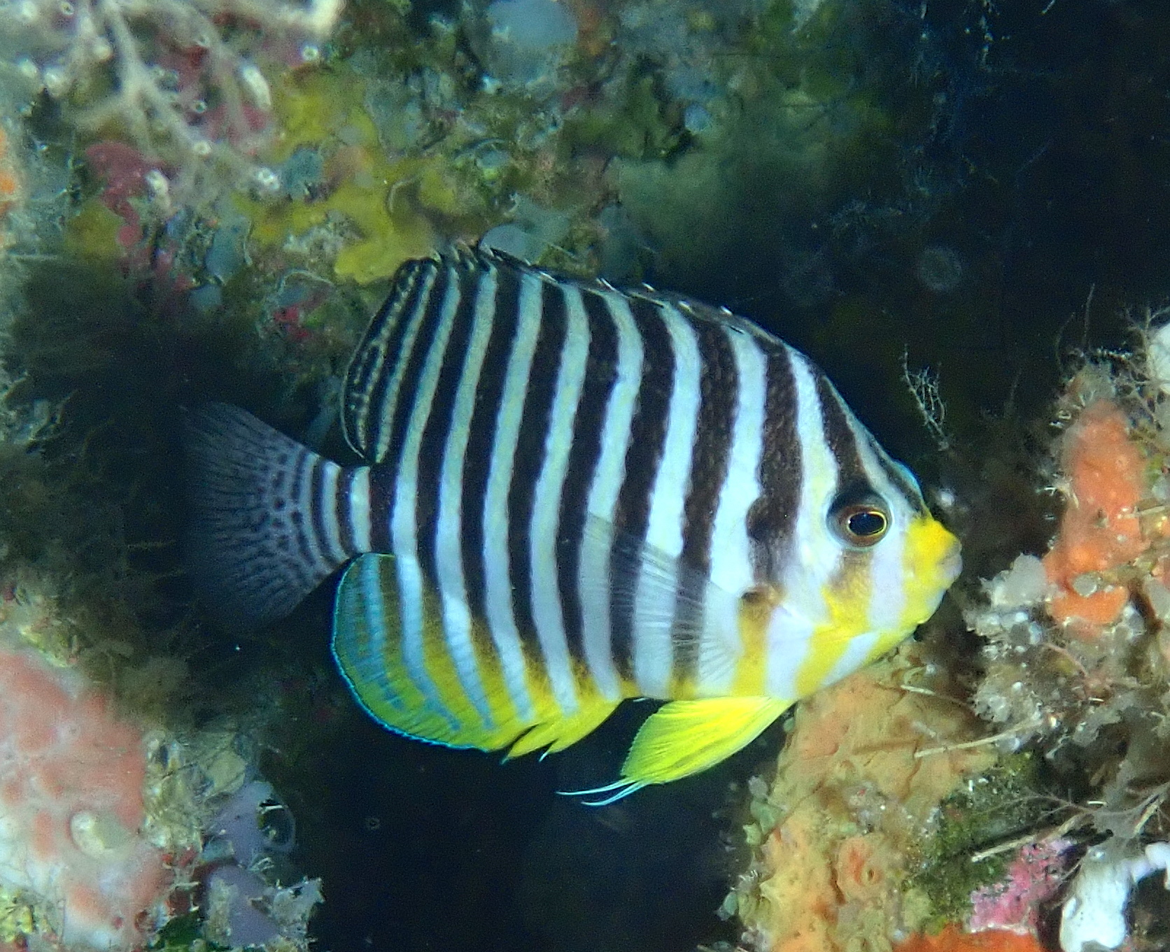 Multibarred Angel