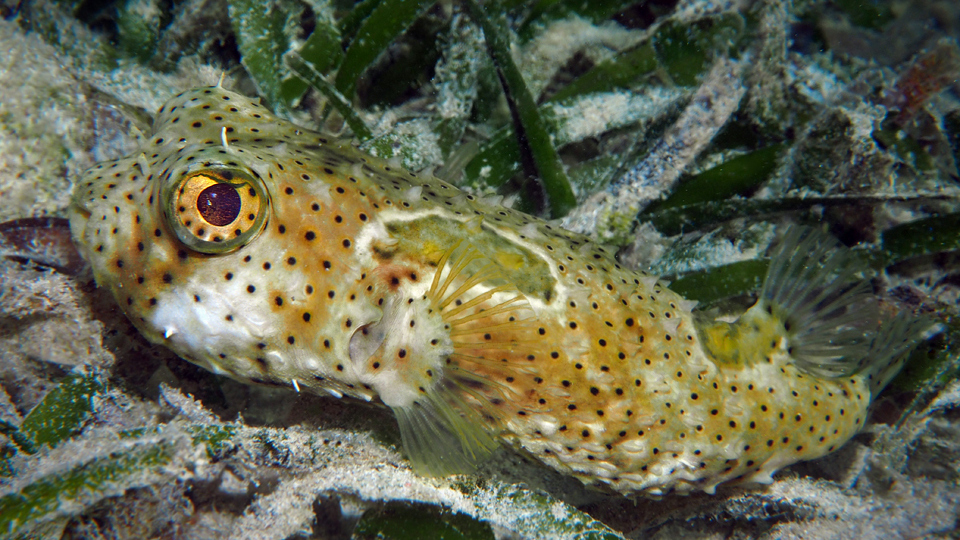 Bridled Burrfish