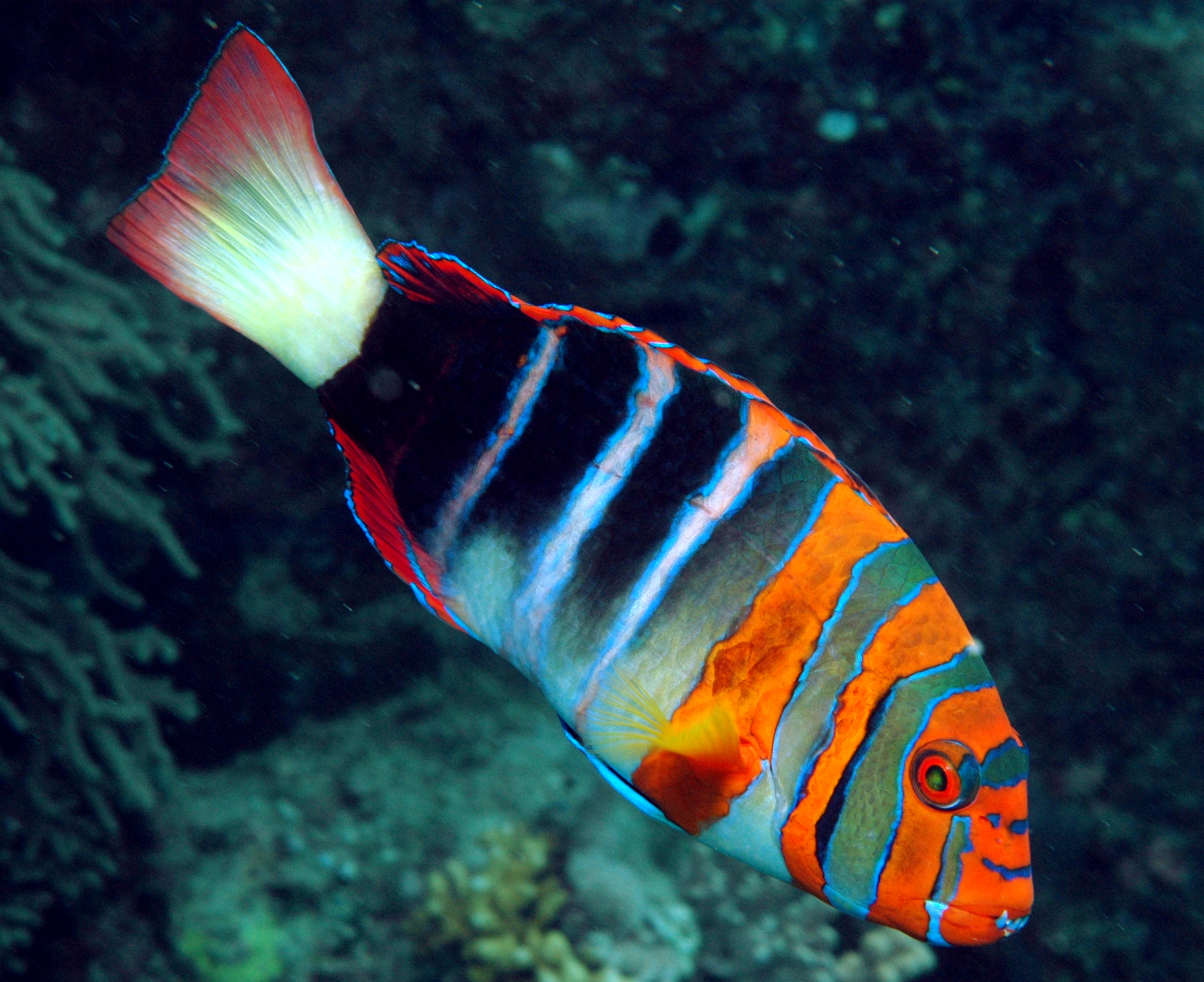 Harlequin Tusk Wrasse