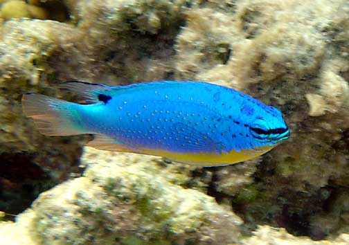 Fiji Damsel