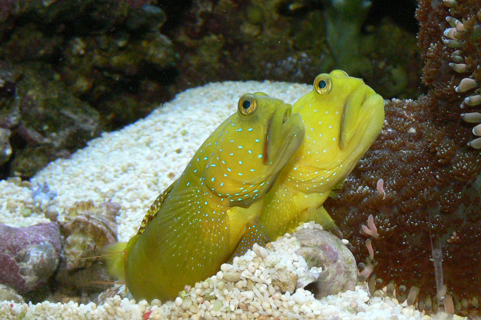 Watchman Goby Yellow