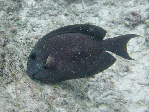 Kole Tang