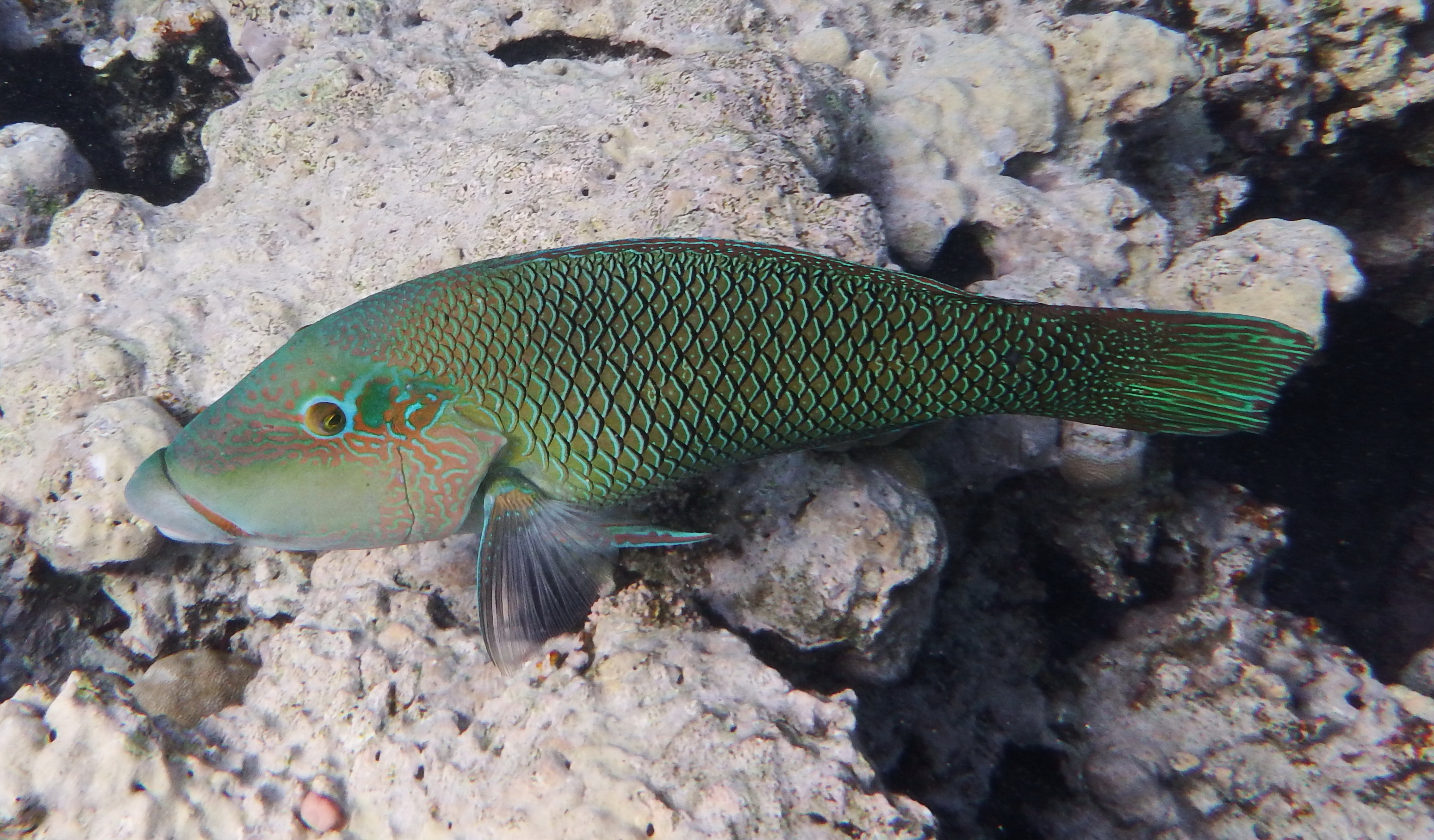 Half and Half Wrasse