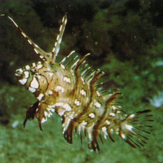 Dragon Wrasse
