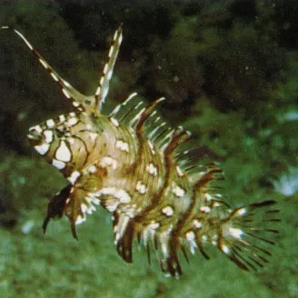 Dragon Wrasse Juvenile