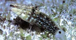 Dragon Goby