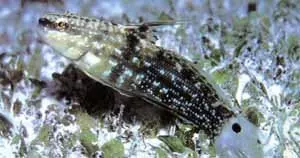 Dragon Goby