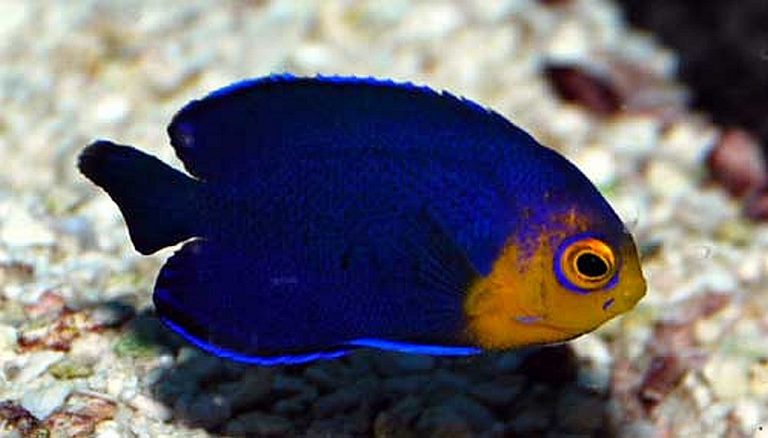 Atlantic Pygmy Angel