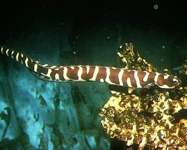 Engineer Goby