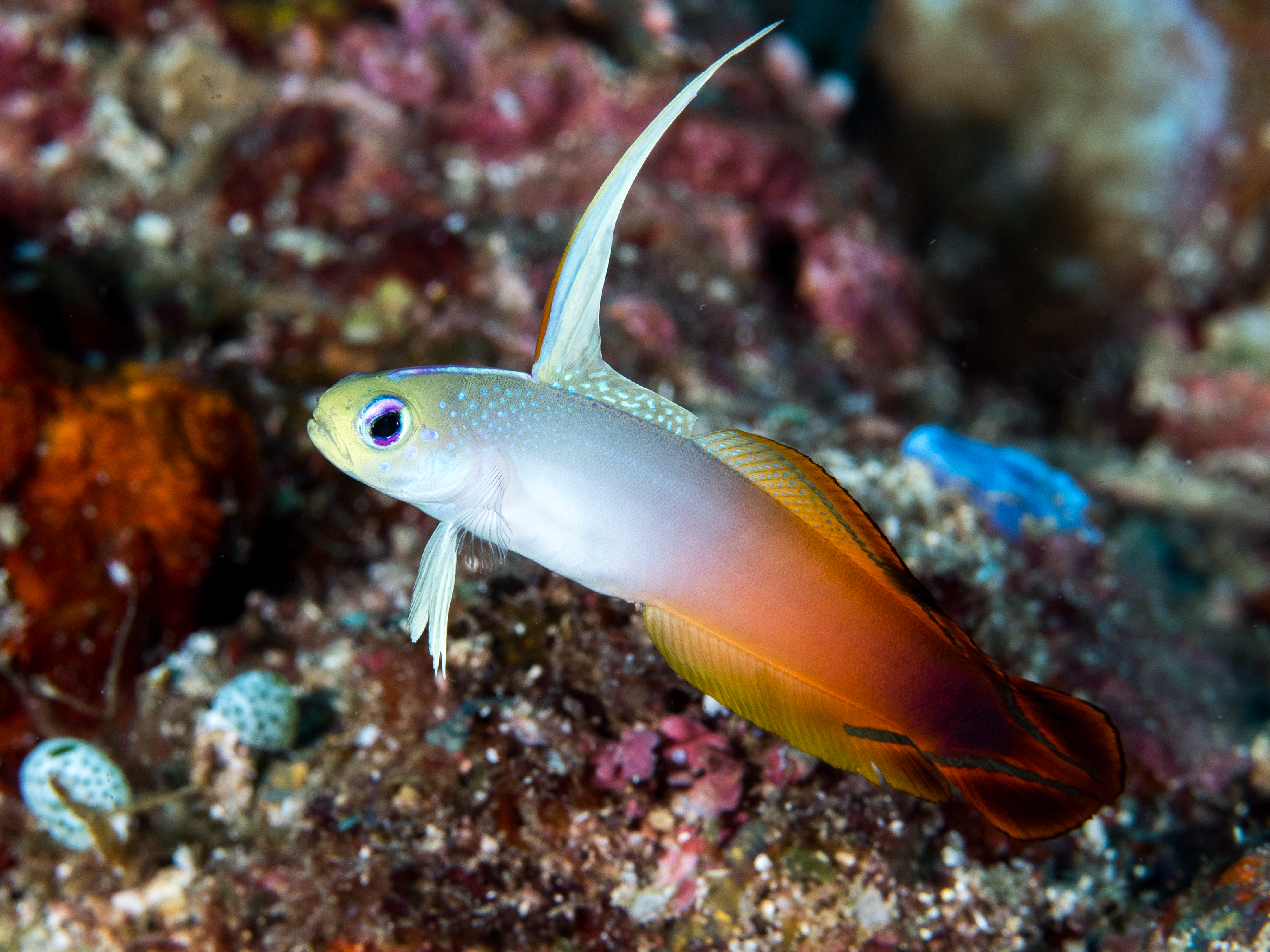 Firefish Goby (Red)