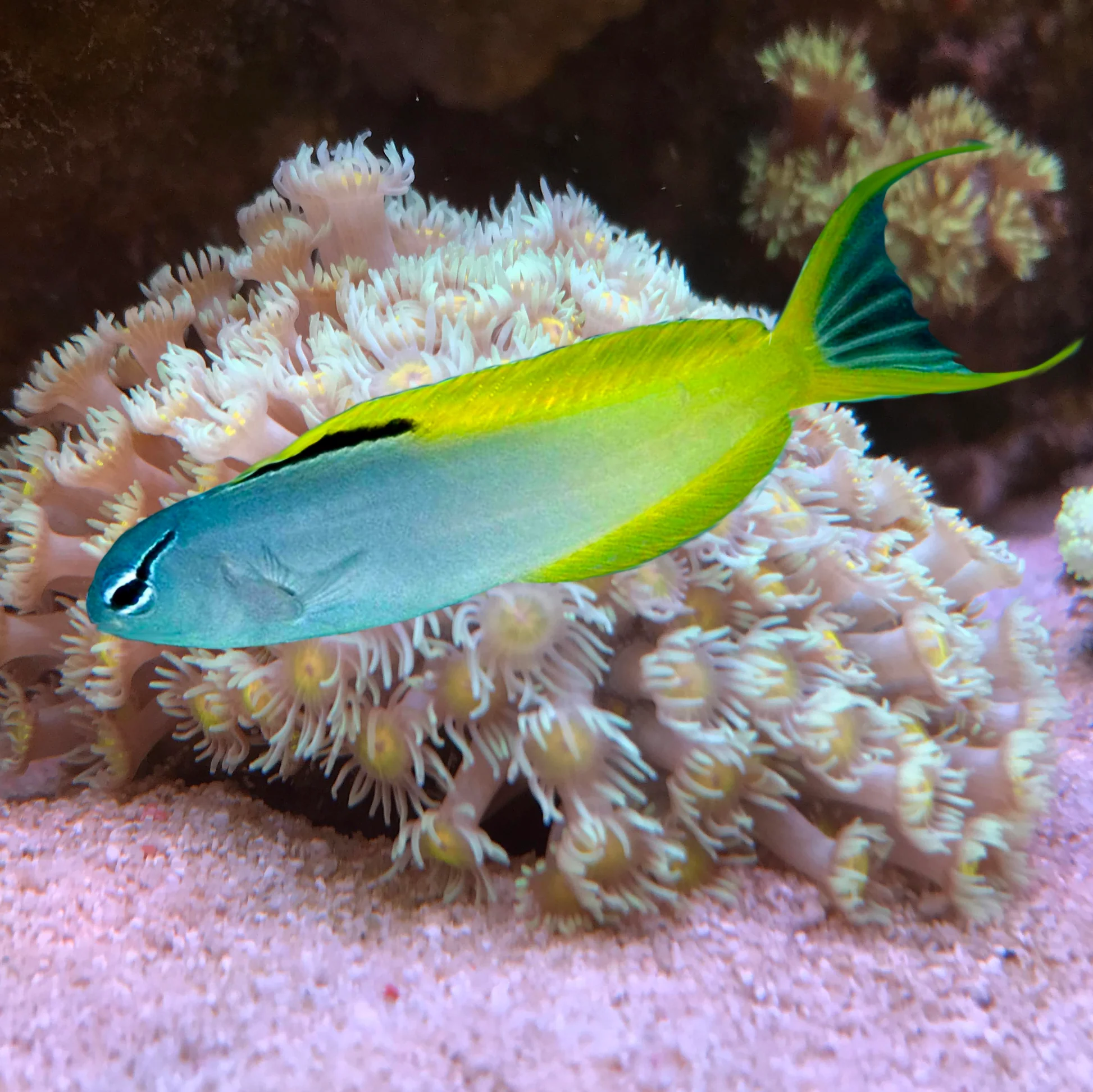 Forktail Blenny
