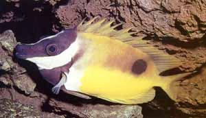 Rabbitfish