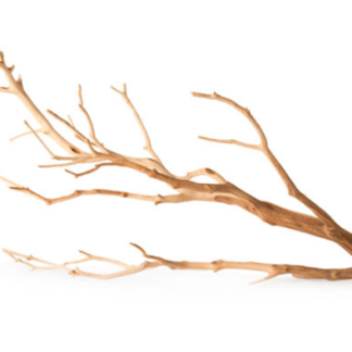 Galapagos Staghorn Branch 13"-18" - 6pk