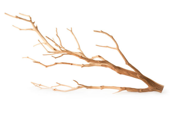 Galapagos Staghorn Branch 13"-18" - 6pk