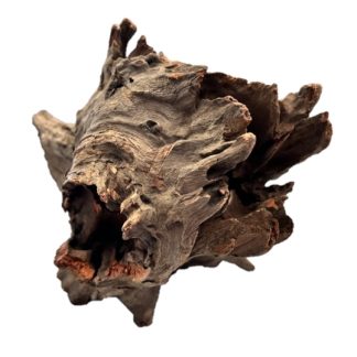 Galapagos Eucalyptus Root Hollow Log 6"-8"