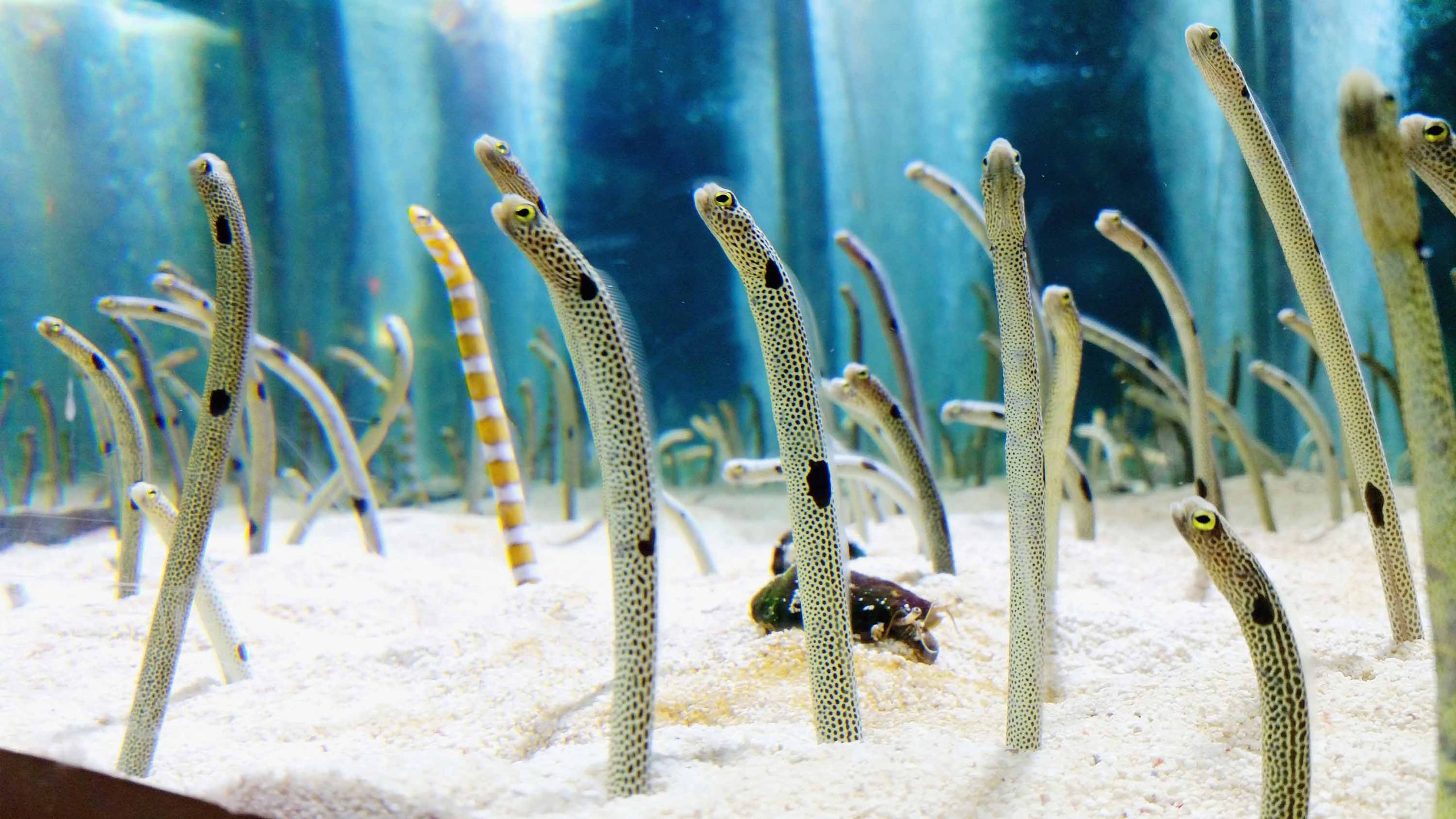 Garden Eel