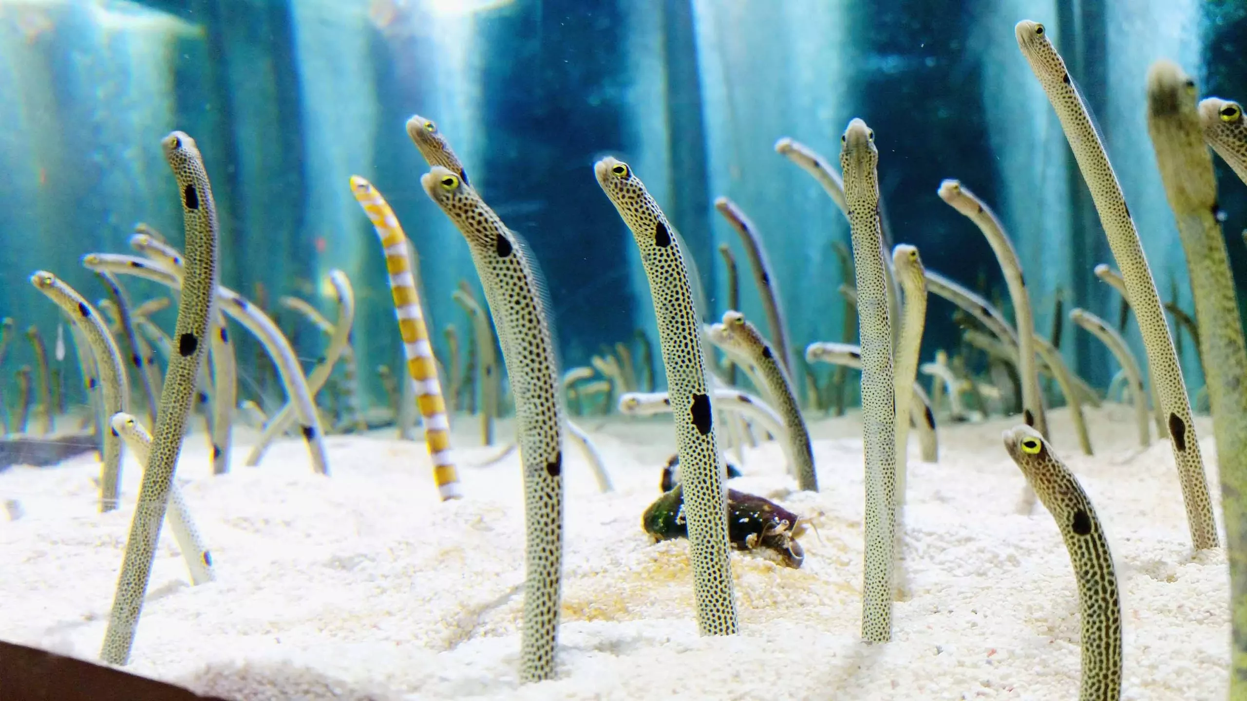 Garden Eel