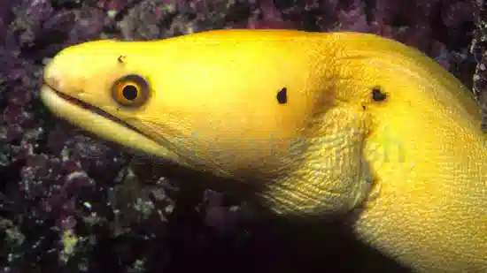Golden Moray